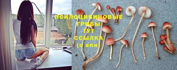 стафф Вязьма